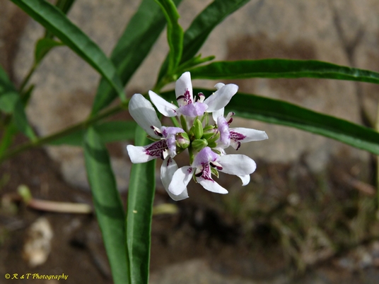 {Justicia americana}